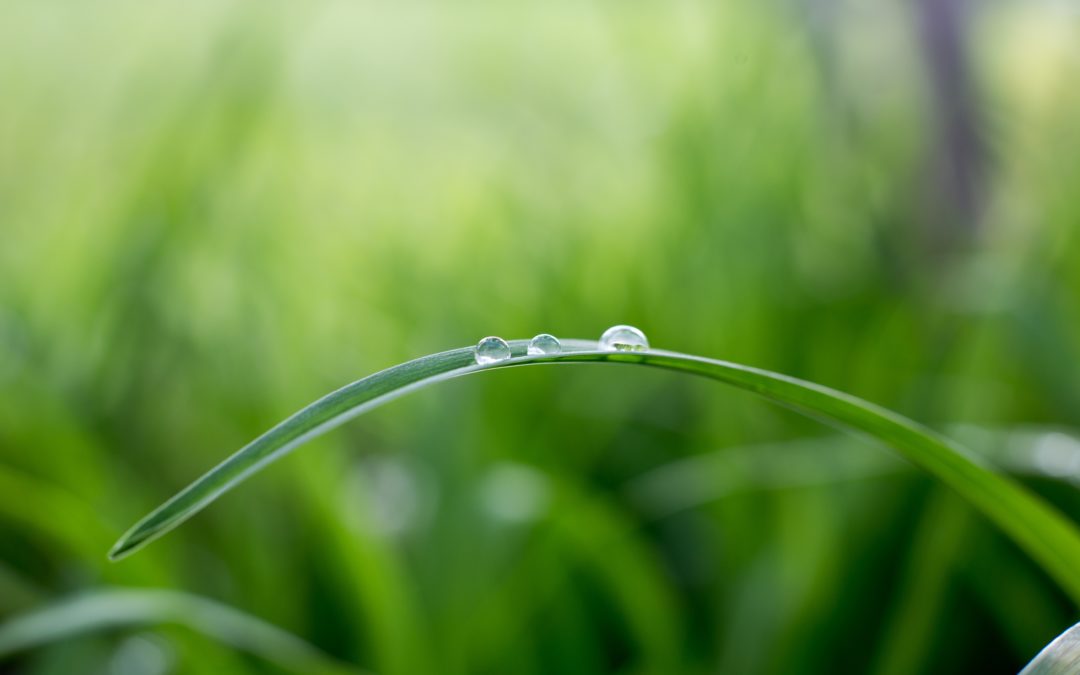 Bulles sur une feuille verte-Marie Duval sophrologue