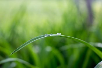 Bulles sur une feuille verte-Marie Duval sophrologue