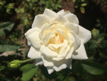 Rose blanche- Marie Duval sophrologie