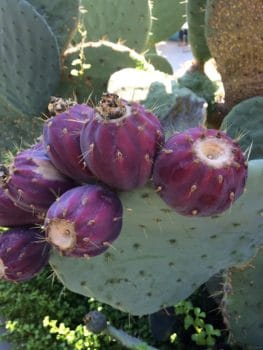 Figues de barbarie violettes-Marie Duval sophrologie