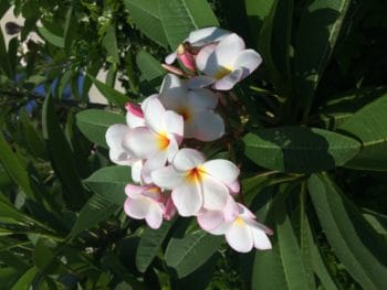 Fleurs de magnolia-Marie Duval sophrologue