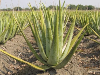 Champ d'aloe vera-Marie Duval sophrologue