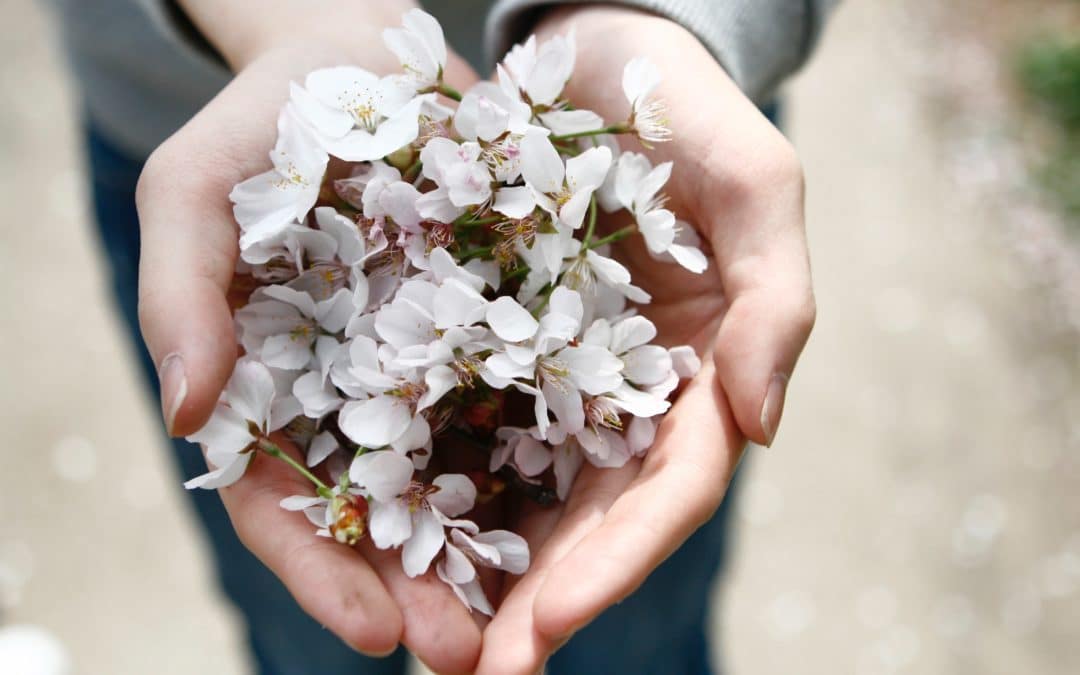 Poignée de fleurs blanches -Marie Duval sophrologie