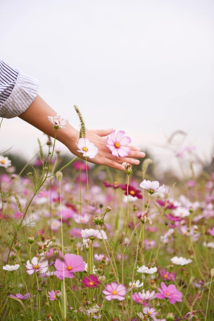 Fleurs roses dans un pré - Marie Duval sophrologie 