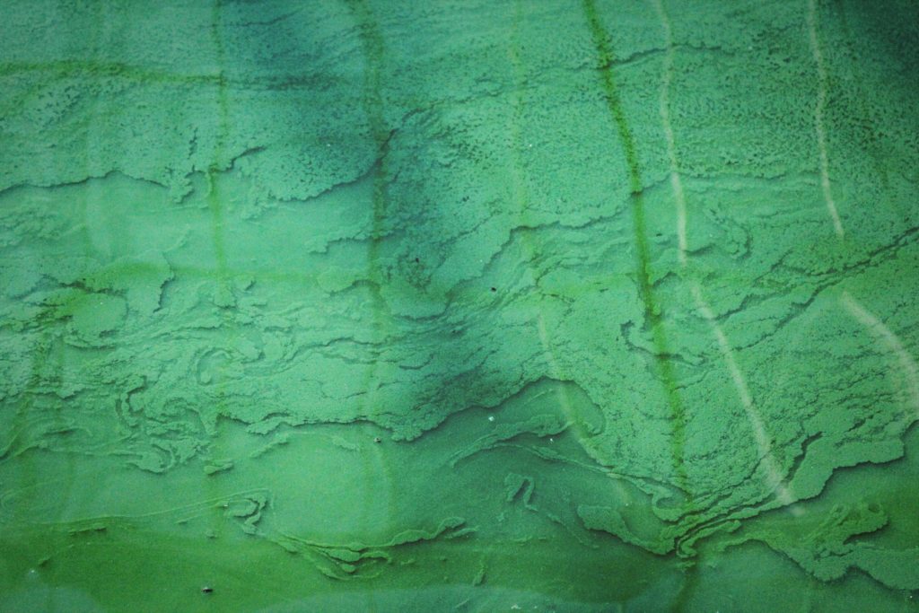 Bassin de spiruline, étendue d'eau verte-Marie Duval sophrologue
