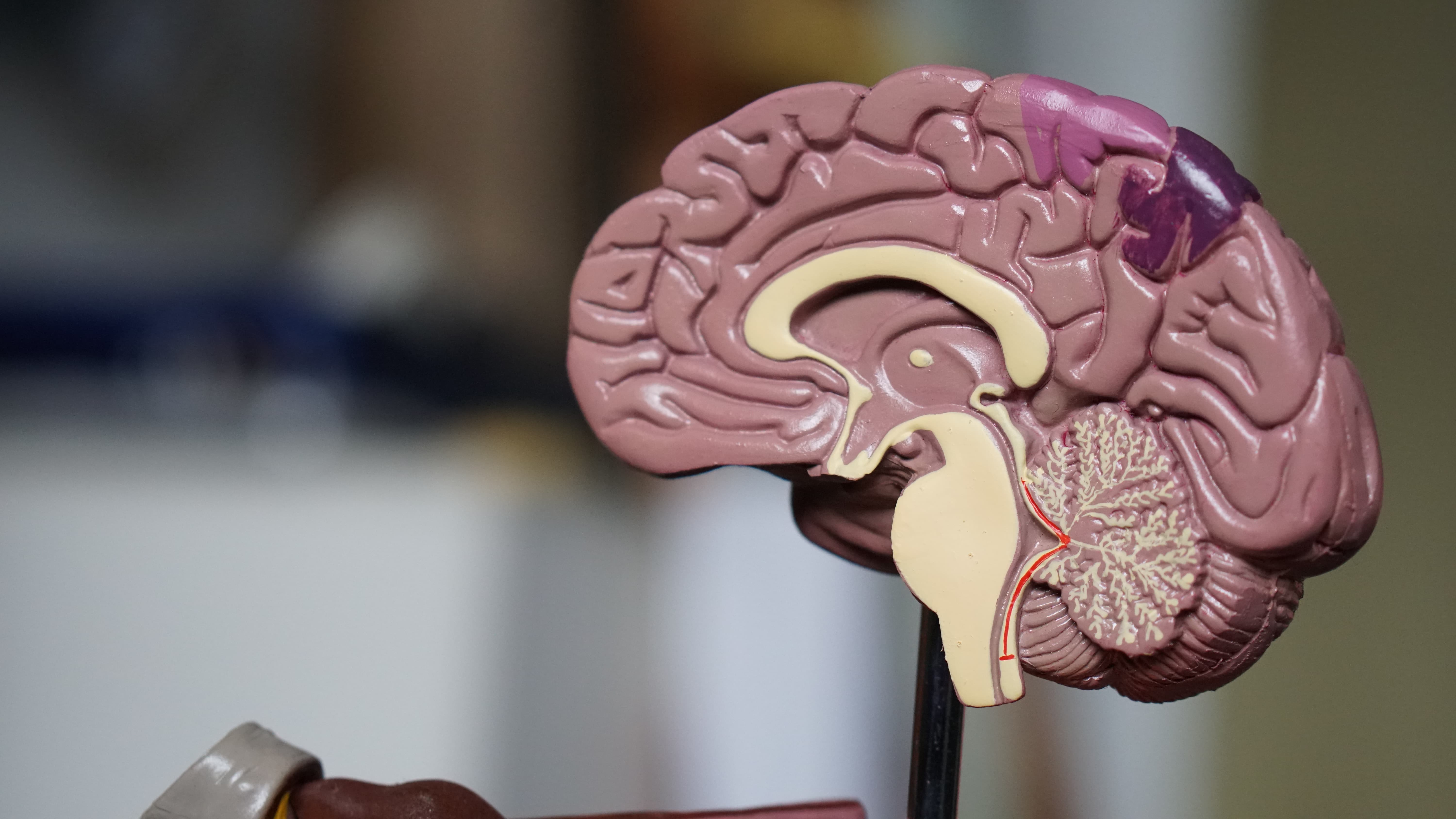 Les Pouvoirs Extraordinaires Du Corps Humain Le Cerveau Notre cerveau: un ordinateur aux pouvoirs extraordinaires - Sophro