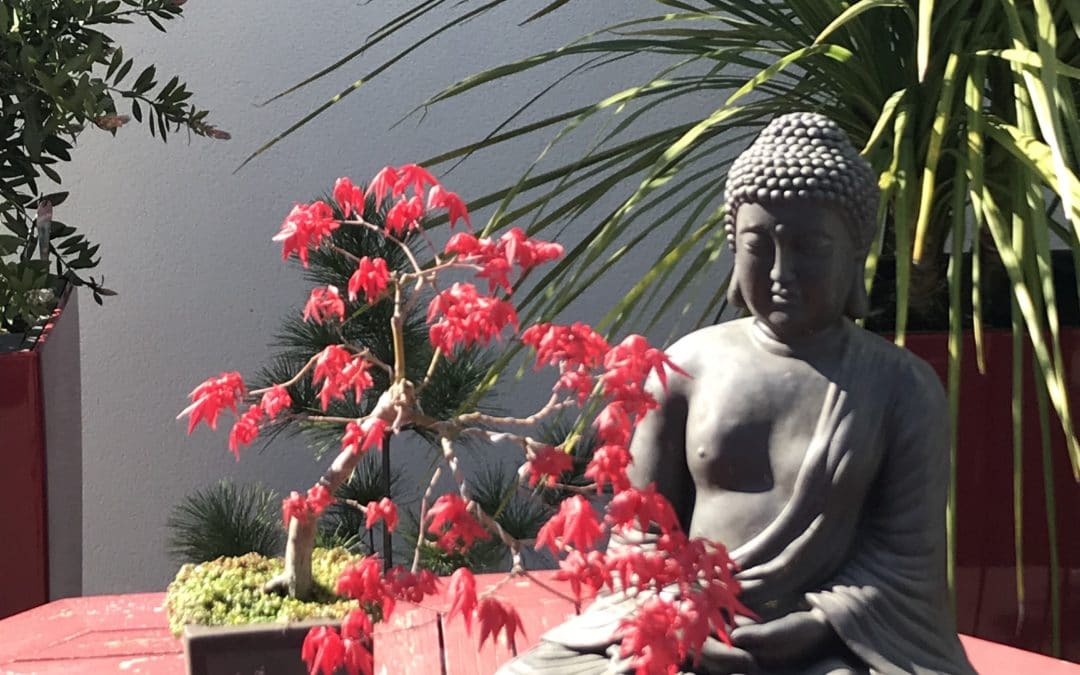 Bonsai rouge posé à coté d'un boudha -Marie Duval sophrologue