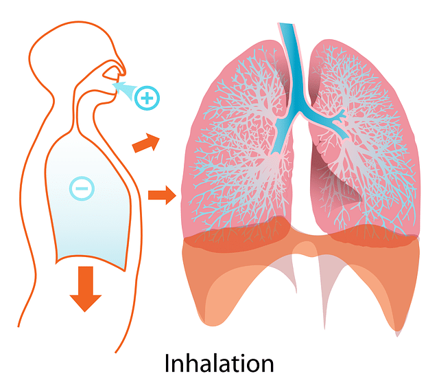 illustration du travail du diaphragme lors de la respiration Marie Duval sophrologue 